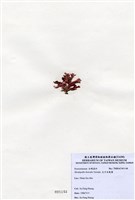 藏品(北方赤盾藻)的圖片